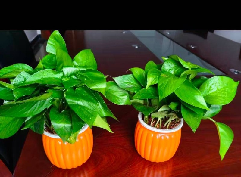 5.00🉐2盆绿萝盆栽【需跳app】