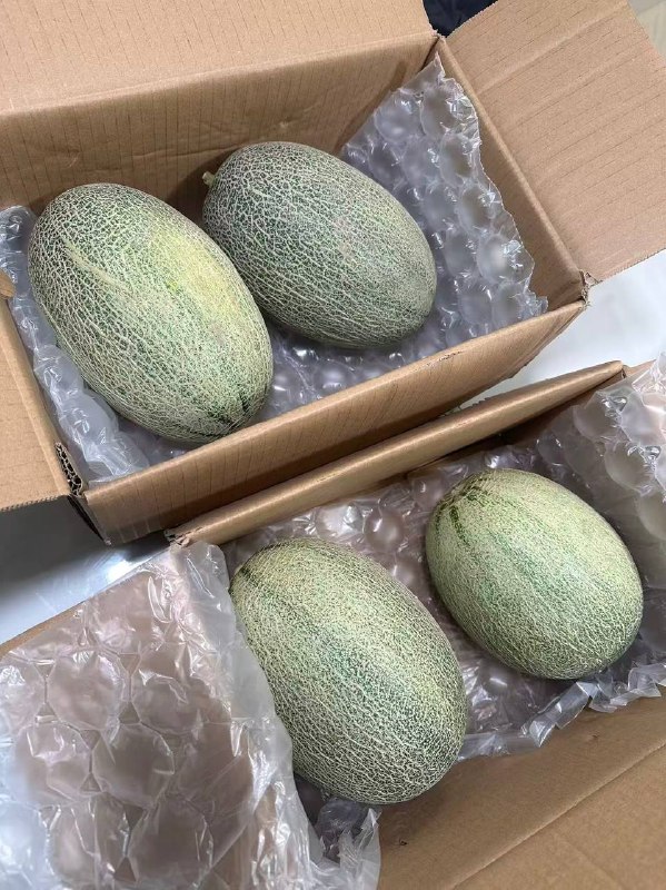 15.8💰季节集 海南哈密瓜净重4.5斤