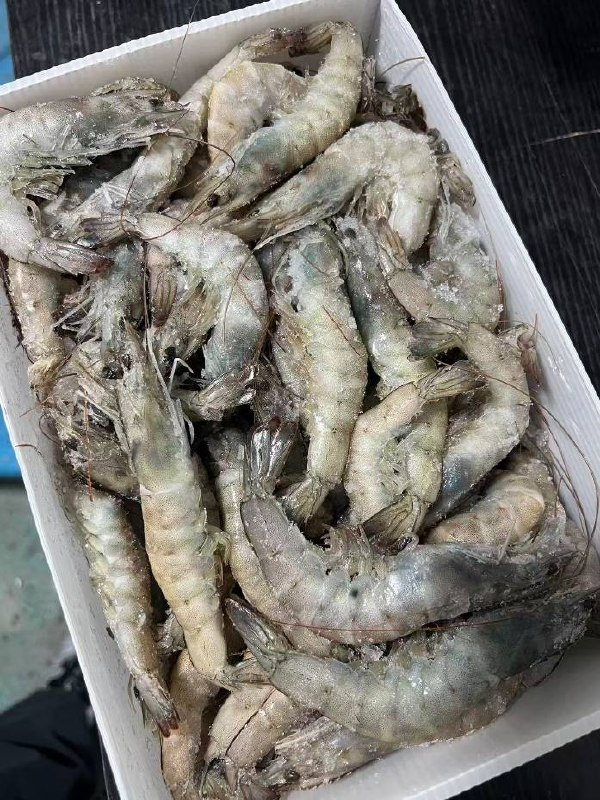 大虾直降🚗自营 BOWO铂沃厄瓜多尔白虾净重4斤