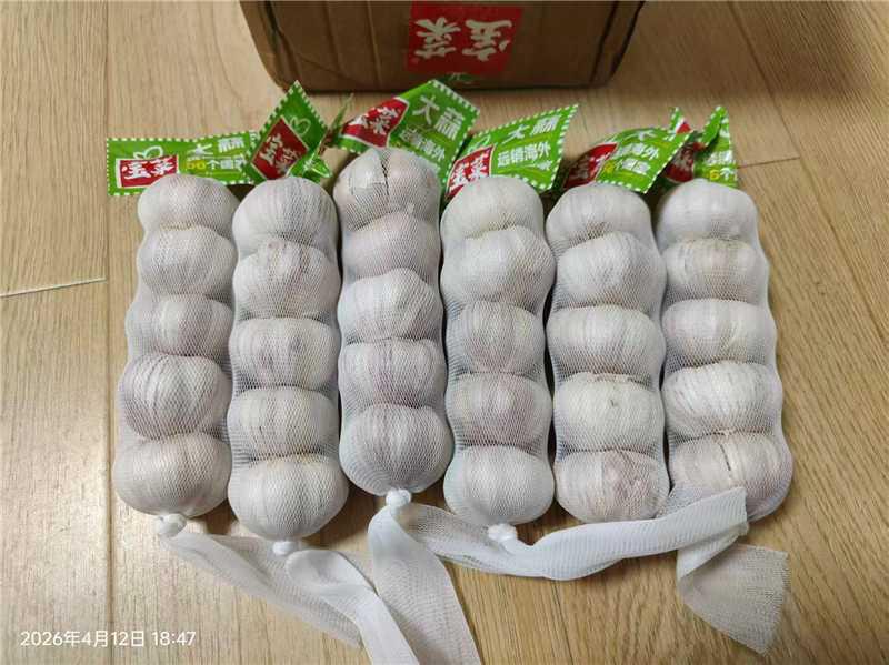 宝菜 大蒜紫皮蒜头6条装